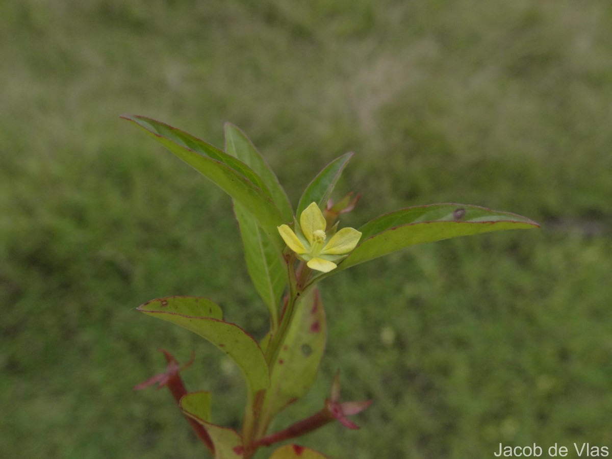 Ludwigia hyssopifolia (G.Don) Exell